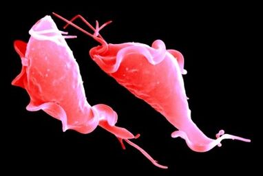 protozoon trichomonáz paraziták