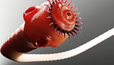 paraziták típusai az emberi szervezetben