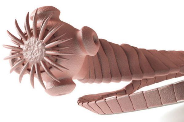 parazita az emberi testből